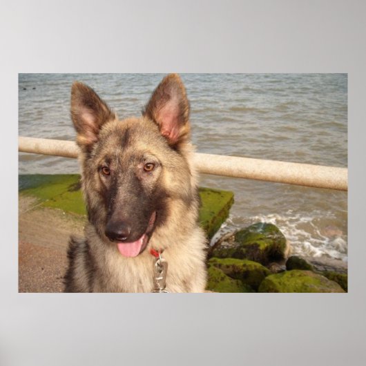Poster German Shepherd (Vorne)