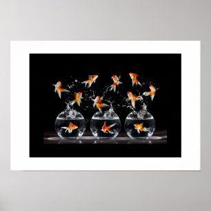 Poster-Goldfish Poster