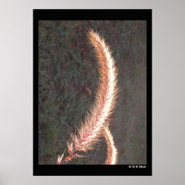 Poster - Grasseedenkopf für Zierzwecke