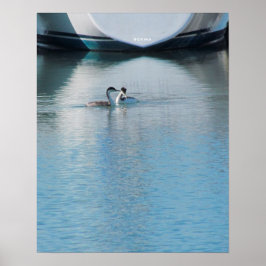 Poster - Grebes on Calm Harbor