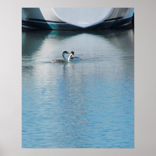 Poster - Grebes on Calm Harbor (Vorne)