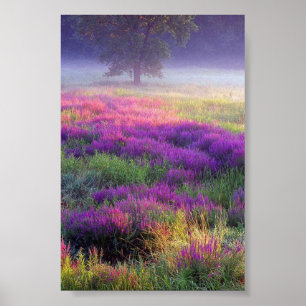 Poster Heather, meine Heide
