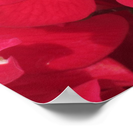 Poster - Honey Bee on Rose (Ecke)