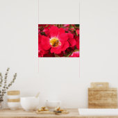 Poster - Honey Bee on Rose (Küche)