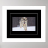 Poster-Howling Wolf Poster (Vorne)