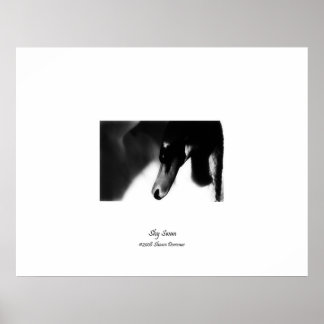 Poster, Hübscher Schwan, Schwarz & Weiß, Fotografi Poster