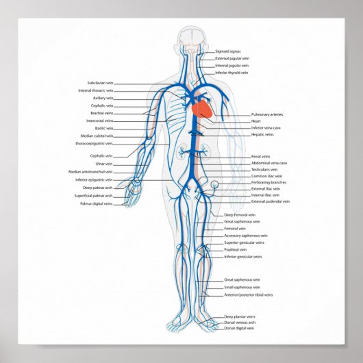 Poster Human Circulatory System of Veins (Vorne)