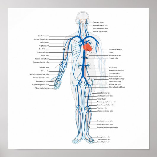 Poster Human Circulatory System of Veins (Vorne)