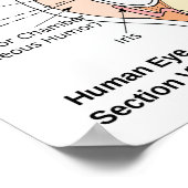Poster Human Eye Ball Anatomisches Diagramm (Ecke)
