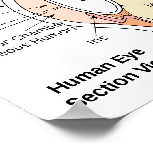 Poster Human Eye Ball Anatomisches Diagramm (Ecke)