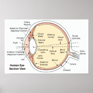 Poster Human Eye Ball Anatomisches Diagramm