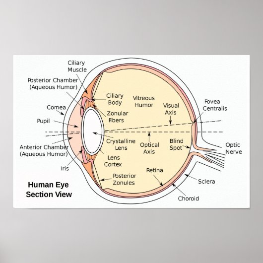 Poster Human Eye Ball Anatomisches Diagramm (Vorne)