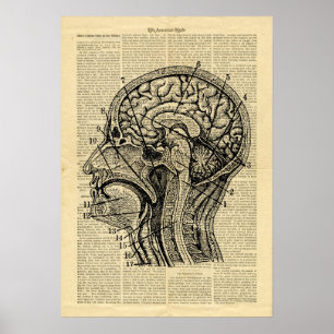 Poster Human Head Gehirn Anatomie auf Zeitung