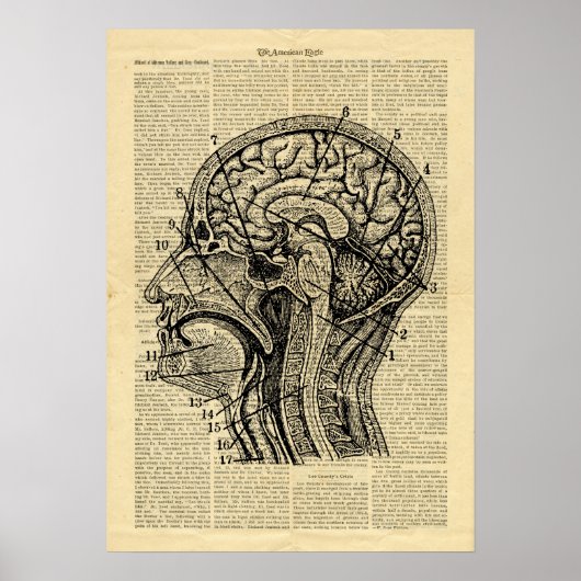 Poster Human Head Gehirn Anatomie auf Zeitung (Vorne)