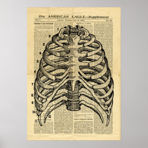 Poster Human Skeletat Thorax auf Zeitung