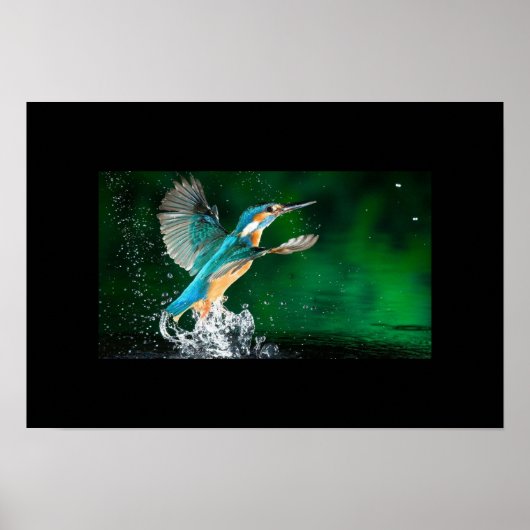 Poster-Hummingbird Poster (Vorne)