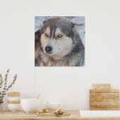 Poster Husky (Küche)
