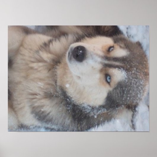 Poster Husky (Vorne)