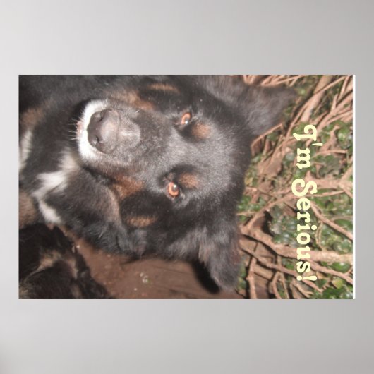 Poster Husky Collie Cross (Vorne)