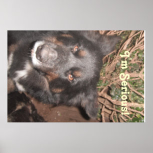 Poster Husky Collie Mischling