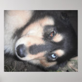 Poster Husky One Blue Eye One Brown Eye (Vorne)