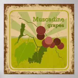 Poster im Vintage-Stil Muscadine-Trauben