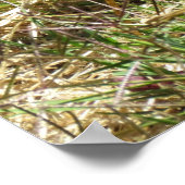 Poster - Inquisitives Eichhörnchen (Ecke)