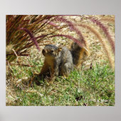 Poster - Inquisitives Eichhörnchen (Vorne)