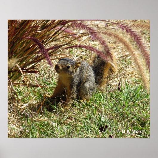 Poster - Inquisitives Eichhörnchen (Vorne)