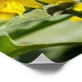 Poster - Isolierte Sonnenblume (Ecke)