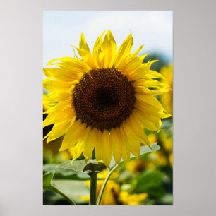 Poster - Isolierte Sonnenblume