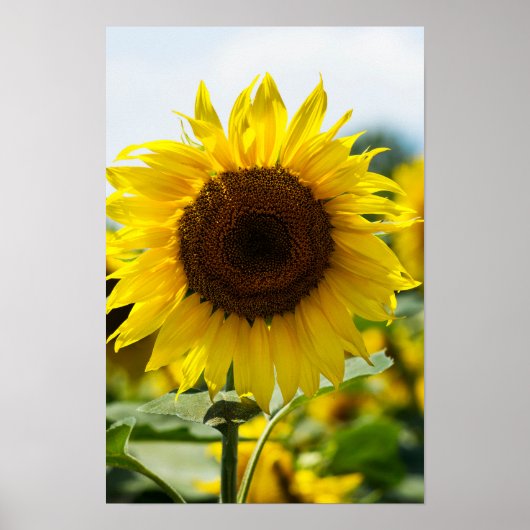 Poster - Isolierte Sonnenblume (Vorne)