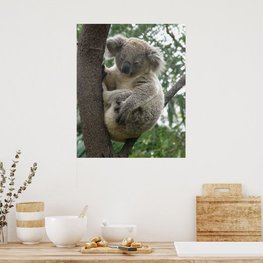 Poster Koala in Tree Australia (Küche)