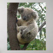 Poster Koala in Tree Australia (Vorne)