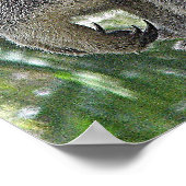 Poster Koala und Babys Australien Foto ZIZAGO (Ecke)