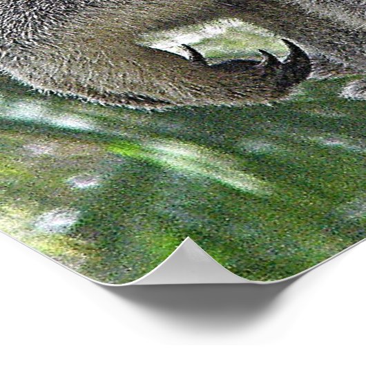 Poster Koala und Babys Australien Foto ZIZAGO (Ecke)