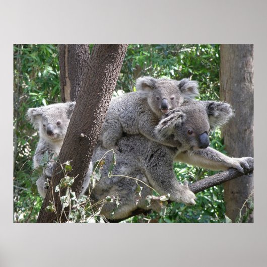 Poster Koala und Zwei Babys Foto Australien (Vorne)