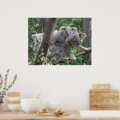 Poster Koala und Zwei Babys Foto Australien (Küche)