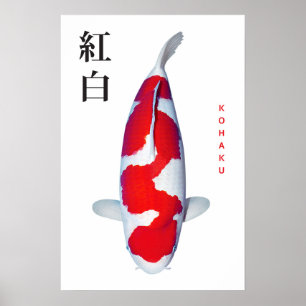 Poster Kohaku Koi Eleganz