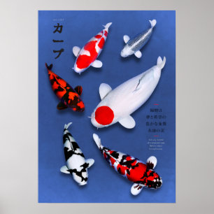 Poster Koi Elegance