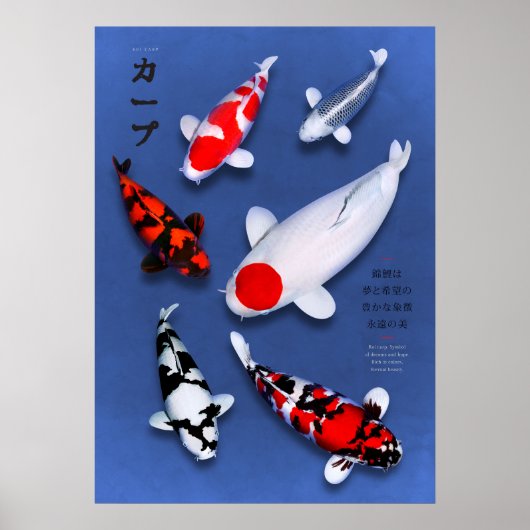 Poster Koi Elegance (Vorne)