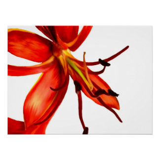 Poster Königliche Poinciana