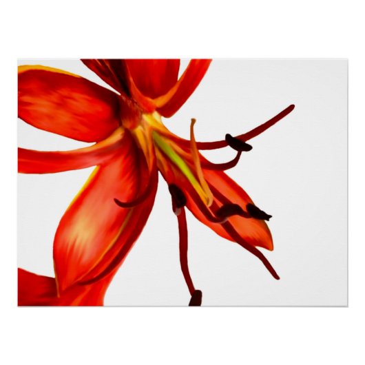 Poster Königliche Poinciana (Vorderseite)