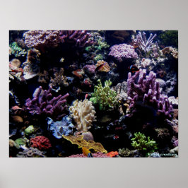 Poster - Korallenriff