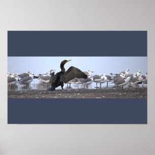 Poster Kormoran mit Möwen