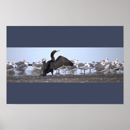 Poster Kormoran mit Möwen (Vorne)
