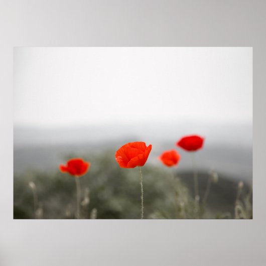 Poster/Leinwand-Druck von roten Mohnchen Poster (Vorne)