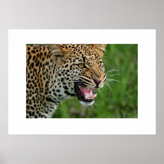 Poster Leopard (Vorne)
