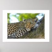 Poster-Leopard Poster (Vorne)