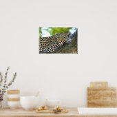 Poster-Leopard Poster (Küche)